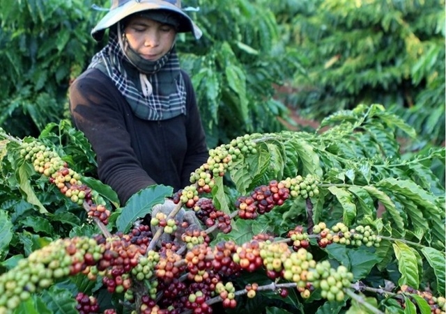 Mở cửa phiên giao dịch hôm nay 25/6, giá cà phê nguyên liệu tăng 200 đồng/kg, giá cà phê Tây Nguyên dao động trong khoảng 32.000 – 33.300 đồng/kg.(Ảnh Internet)