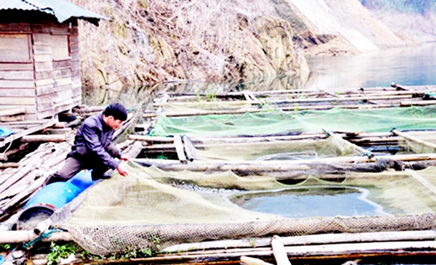 HTX đang có doanh thu tiền tỷ mỗi năm nhờ nuôi cá an toàn