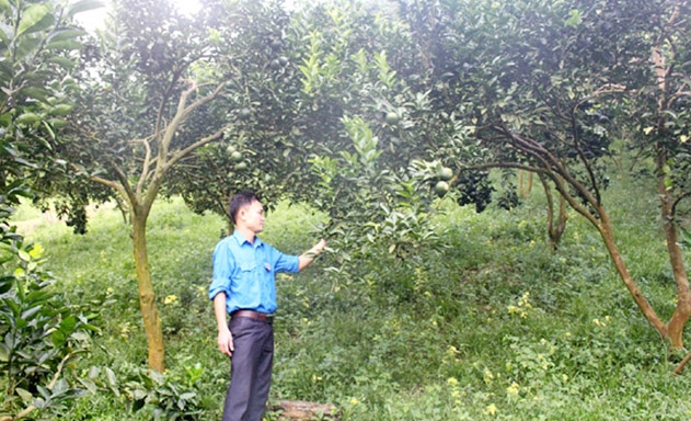 Mô hình trồng cây ăn quả có múi kết hợp chăn nuôi gà của HTX Việt Lâm