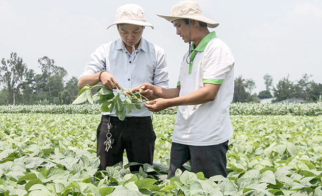 Các thành viên HTX trao đổi quá trình sản xuất đậu nành