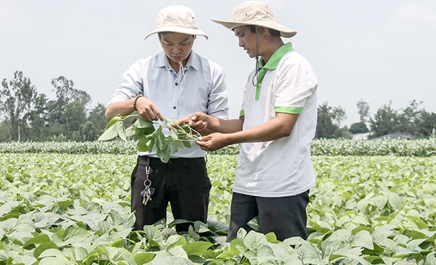 Các thành viên HTX trao đổi quá trình sản xuất đậu nành