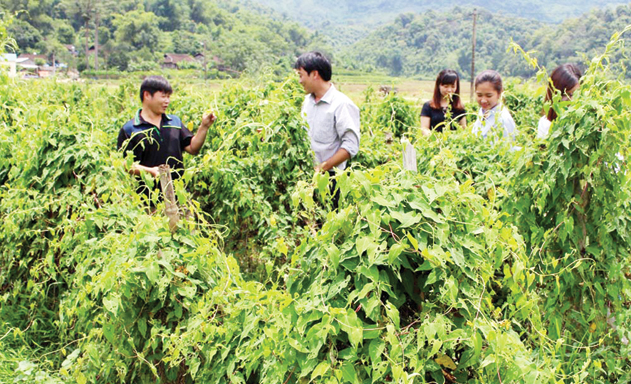 Cà gai leo của HTX trồng đang phát triển tốt