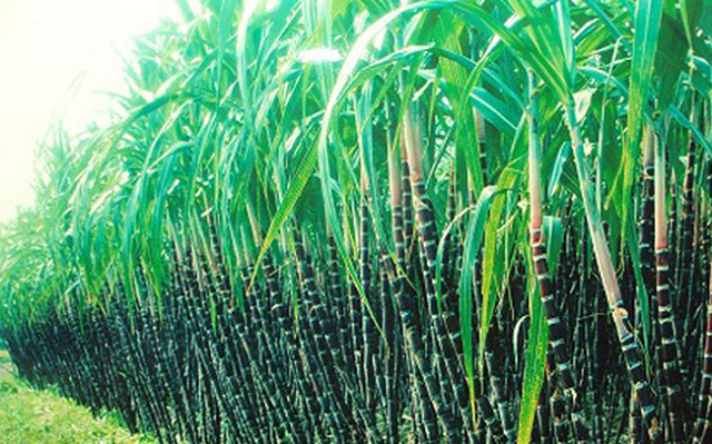 Sau giao dịch, TTC Sugar sở hữu 12,03% vốn của Tanisugar