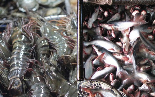 Giá tôm và cá tra nguyên liệu có xu hướng giảm (Ảnh Internet)