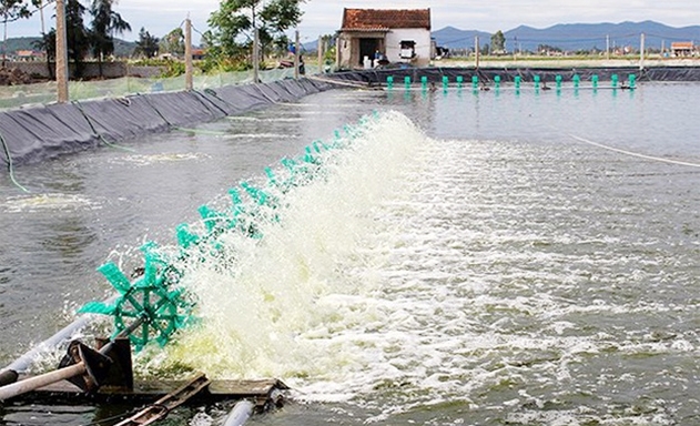​Ao nuôi tôm theo quy trình VietGap của HTX