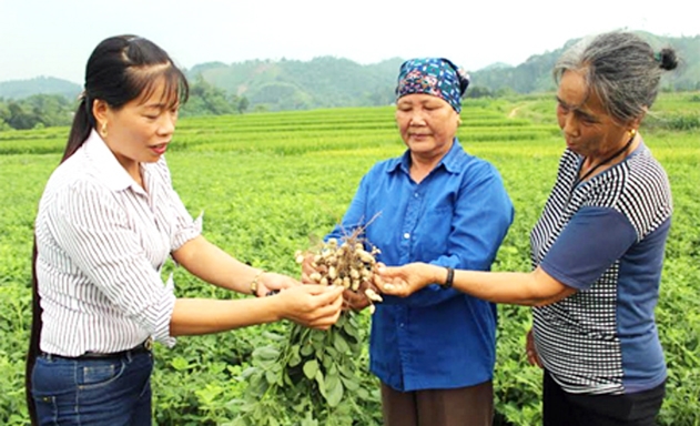 ​Chị Trần Thị Tình (trái) kiểm tra chất lượng củ lạc trước khi thu hoạch