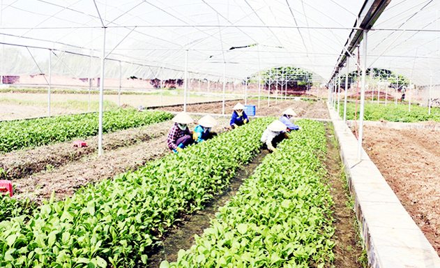 Mô hình sản xuất rau an toàn của HTX đang cho hiệu quả cao