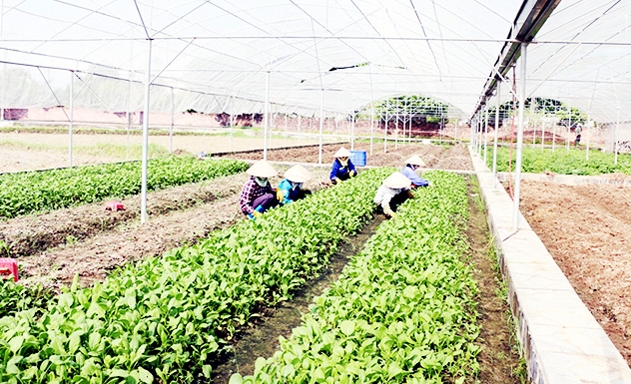 Mô hình sản xuất rau an toàn của HTX đang cho hiệu quả cao