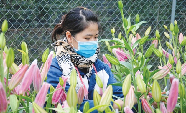 Hoa Ly đã mang lại cuộc sống ấm no cho người dân Phù Long