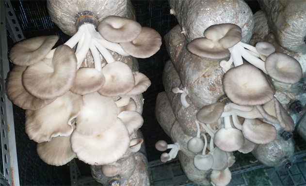 Nấm là một trong những sản phẩm đem lại thu nhập ổn định cho thành viên HTX