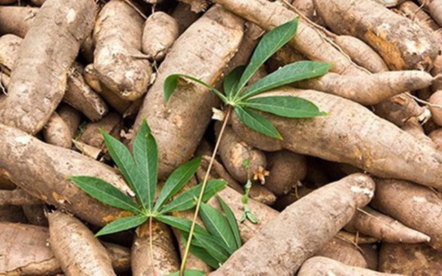 Trong 20 ngày đầu tháng 6/2019, giá sắn nguyên liệu tại các vùng trên cả nước giảm nhẹ so với cuối tháng 5/2019, nhiều nhà máy tạm ngưng hoạt động do đầu ra xuất khẩu khó khăn.(Ảnh Internet)