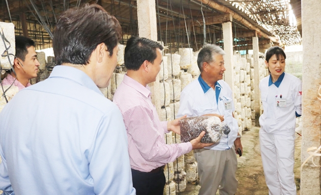 Sản phẩm nấm an toàn của HTX đang được xúc tiến xuất khẩu sang thị trường Nhật Bản