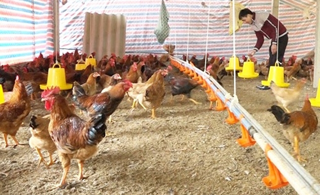 ​Một khu chăn nuôi gà an toàn sinh học của HTX