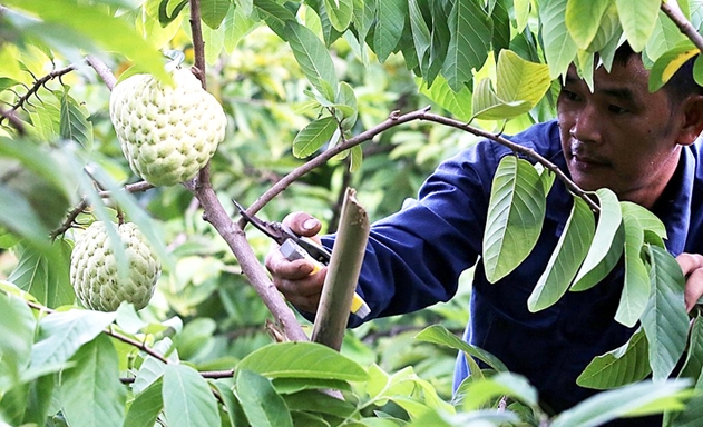 Na đang là sản phẩm chủ lực của HTX