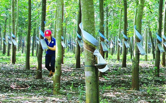 Cổ phiếu VHG vừa bị hủy niêm yết trên HoSE và chuyển lên sàn giao dịch UPCoM