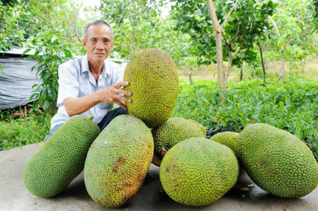 Giá mít Thái giảm gần 35.000 đồng/kg (Ảnh: Internet)