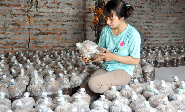 ​Mô hình sản xuất nấm sò của chị Ngọc đạt giải Nhất Ý tưởng phụ nữ khởi nghiệp năm 2018