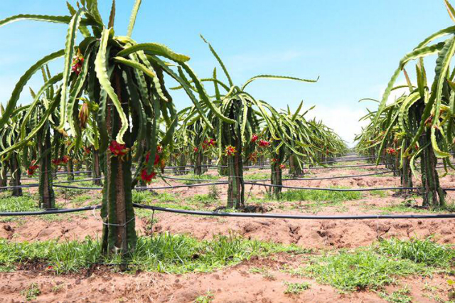 HAGL đăng ký bán 60 triệu cổ phiếu HNG giảm sở hữu