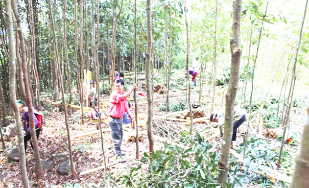 Quế đang là cây kinh tế chủ lực tại Quảng Lâm