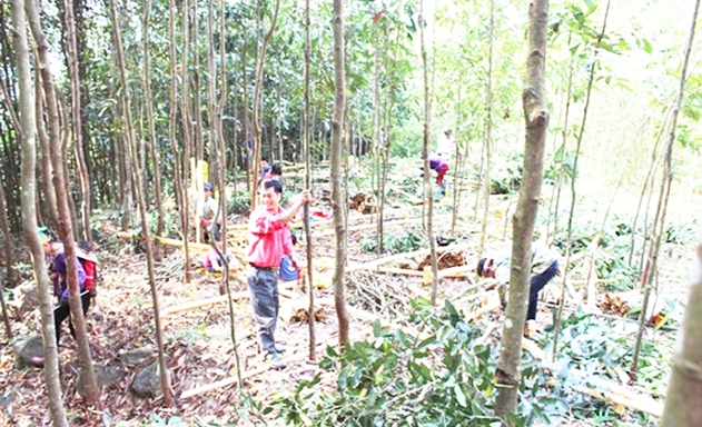 Quế đang là cây kinh tế chủ lực tại Quảng Lâm