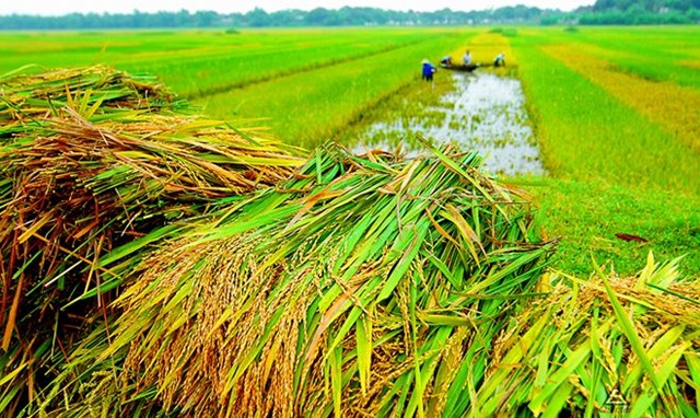 Tiếp tục hỗ trợ 90% phí bảo hiểm nông nghiệp cho hộ nghèo và cận nghèo (Ảnh Internet)