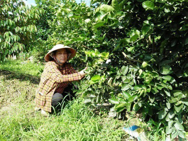 Chị Huệ chăm sóc vườn chanh không hạt