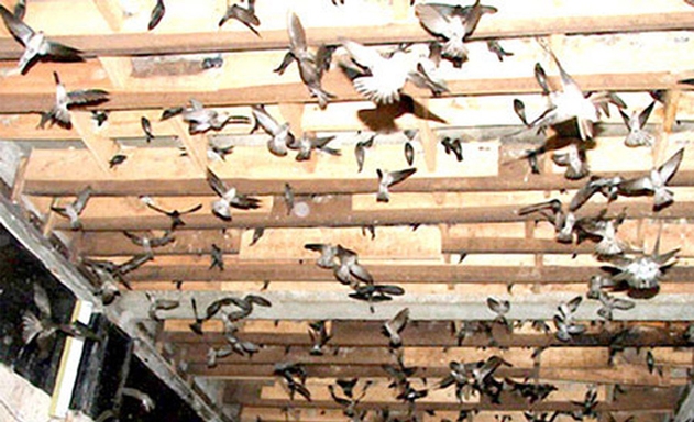 ​Nuôi chim Yến là xu hướng phát triển nông nghiệp bền vững trong tương lai