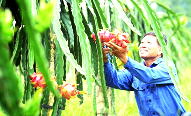 Thanh long đang dần trở thành cây kinh tế chủ lực trên vùng đất Uông Bí