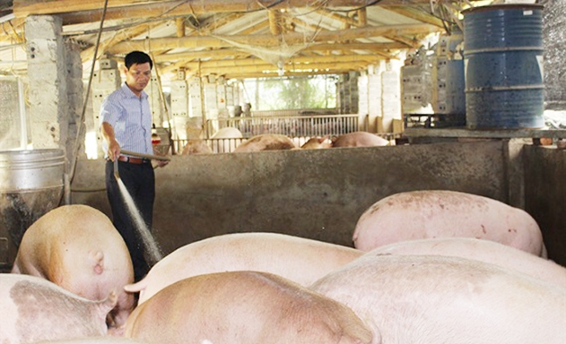 Khu nuôi lợn của giá đình Giám đốc Nguyễn Đình Tường