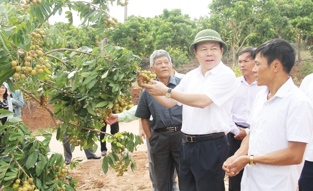 Chủ tịch Nguyễn Ngọc Bảo thăm vườn nhãn của HTX Phương Nam