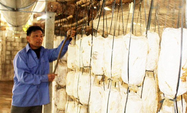 HTX đang gặt hái nhiều thành công với mô hình trồng nấm an toàn