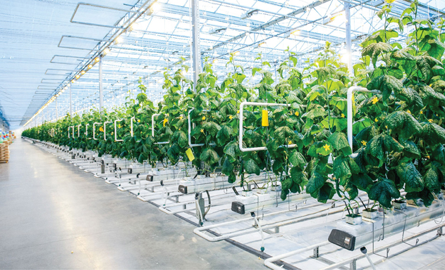 DNNVV dường như đang ở ngoài cuộc chơi chuyển đổi số