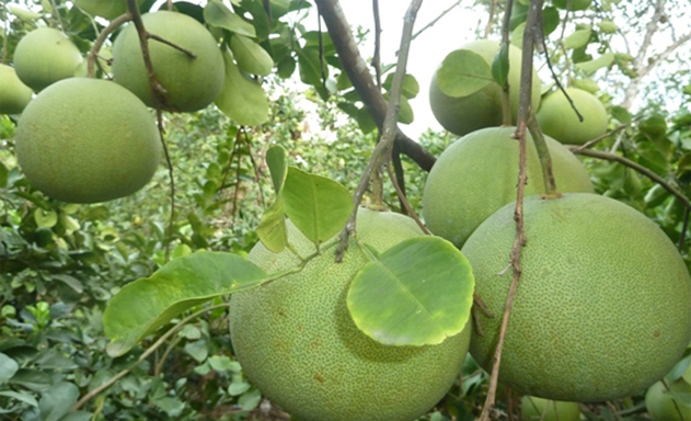 ​“Thanh trà Huế” đã góp phần nâng cao thu nhập cho các hộ thành viên HTX