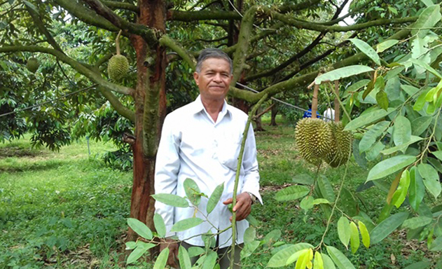 ​Vườn sầu riêng của ông Nguyễn Ngọc Hùng