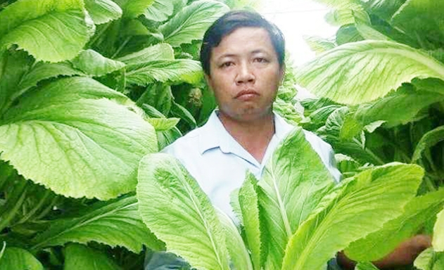 Rau cải trồng theo phương pháp thủy canh của anh Nam cho hiệu quả vượt trội