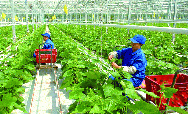 Cần hình thành các doanh nghiệp nông nghiệp lớn đủ sức liên kết với khối nội