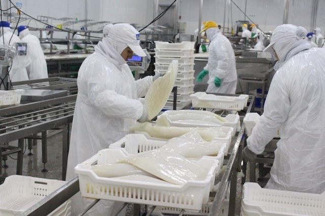 Việt Nam nằm trong top 4 nguồn cung cấp lớn nhất sản phẩm mực sang Nhật Bản (Ảnh: Internet)