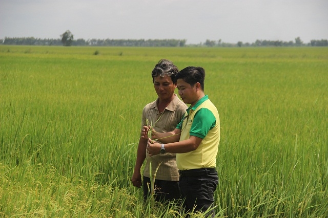 Nhân viên thị trường Đạm Cà Mau hướng dẫn kỹ thuật bón phân trên cây lúa