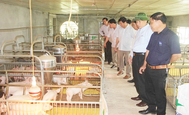 ​HTX đang hướng tới phát triển sản xuất chăn nuôi bền vững