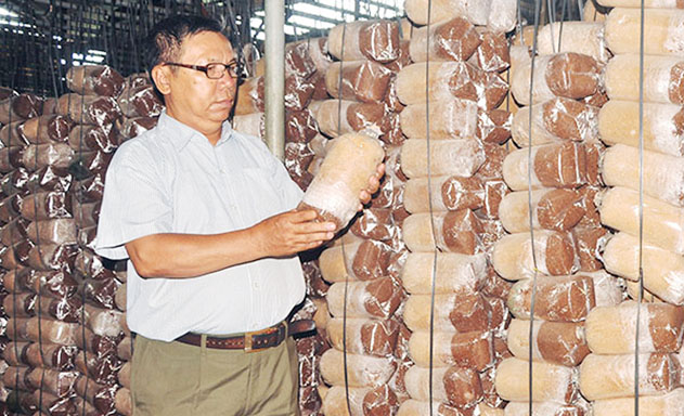 ​Bịch nấm tự đóng tại trại nấm của ông Nguyễn Quang Hòe