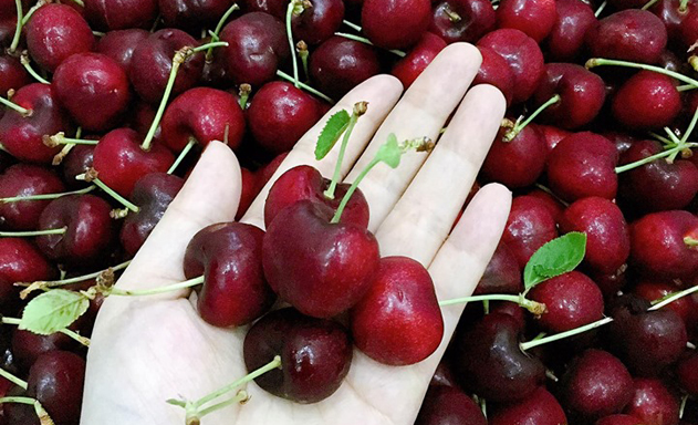 Cherry Mỹ giá hơn 200.000 đồng/kg đổ bộ thị trường Việt Nam