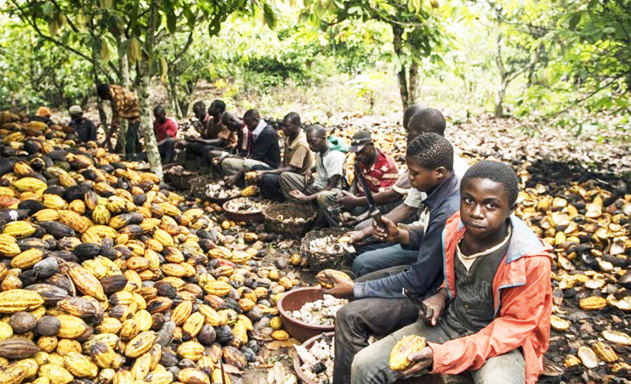 ​Giá ca cao cao hơn sẽ kích thích sản xuất ở cả Ghana và Bờ Biển Ngà