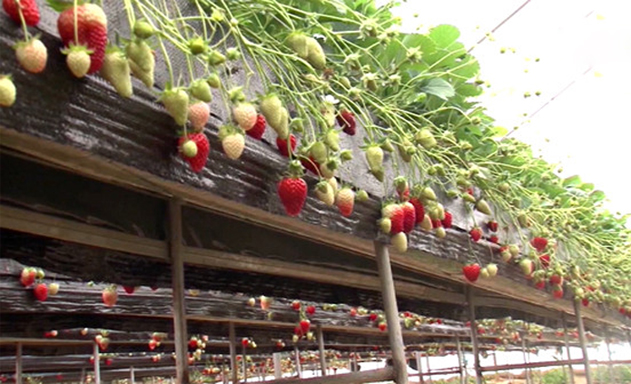 Bình quân mỗi ngày HTX thu về cả chục triệu đồng