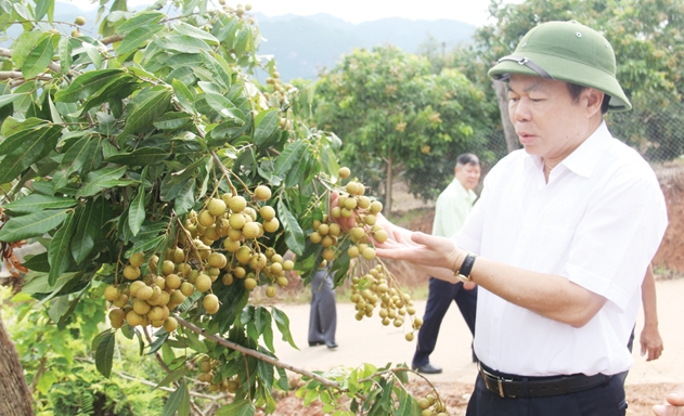 Chủ tịch Nguyễn Ngọc Bảo khảo sát mô hình trồng nhãn của HTX Phương Nam (Sơn La)