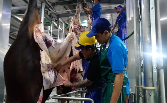 Hơn 1.500 con trâu, bò nhập từ Úc mất tích (Ảnh: Internet)