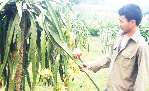 ​HTX đang là điểm tựa phát triển kinh tế cho người dân