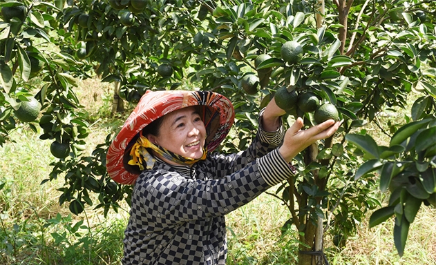 Sản phẩm cam, bưởi Bắc Tân Uyên của HTX đã được cấp Giấy chứng nhận nhãn hiệu tập thể