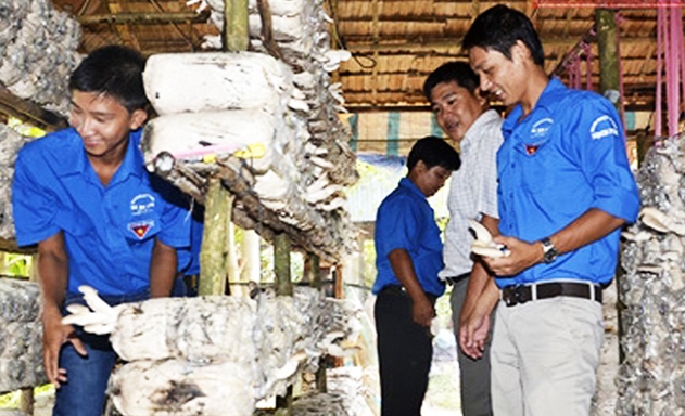 Mô hình trồng nấm bào ngư của anh Nguyễn Sĩ Luận