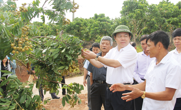 Chủ tịch Nguyễn Ngọc Bảo: Liên minh sẽ là đầu mối phối hợp với chính quyền địa phương và các HTX