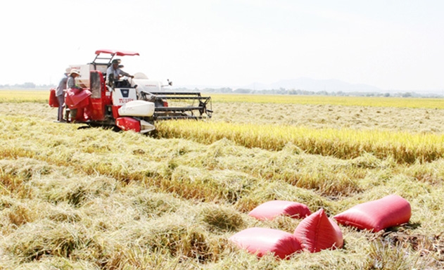 Các HTX là nhân tố quan trọng giúp Hoài Nhơn hoàn thành mục tiêu huyện NTM vào năm 2020